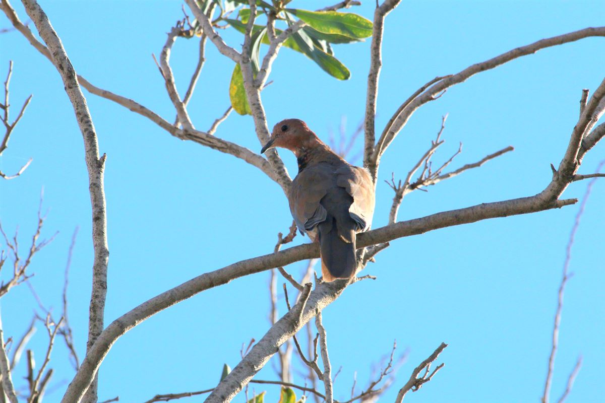 Laughing Dove