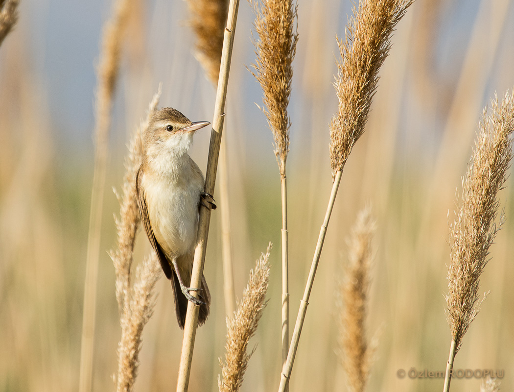 Great Reed Warbler