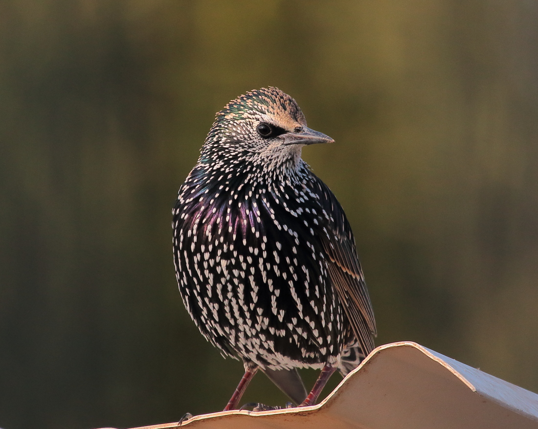Common Starling
