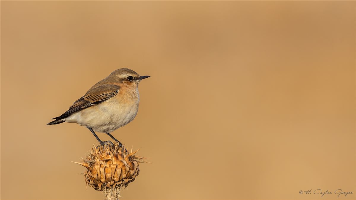 Northern Wheatear