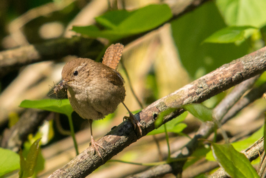 Eurasian Wren
