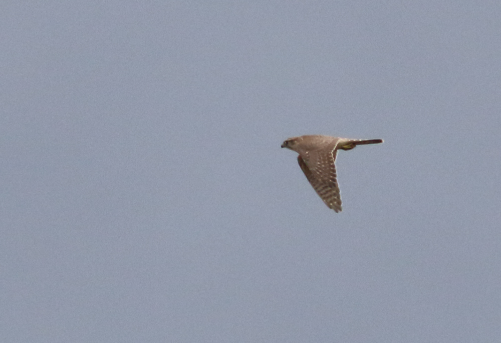 Merlin