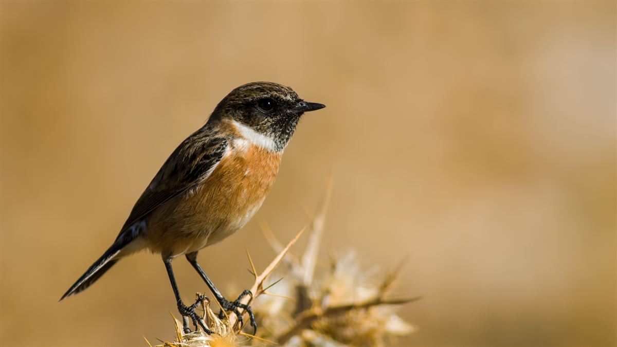European Stonechat