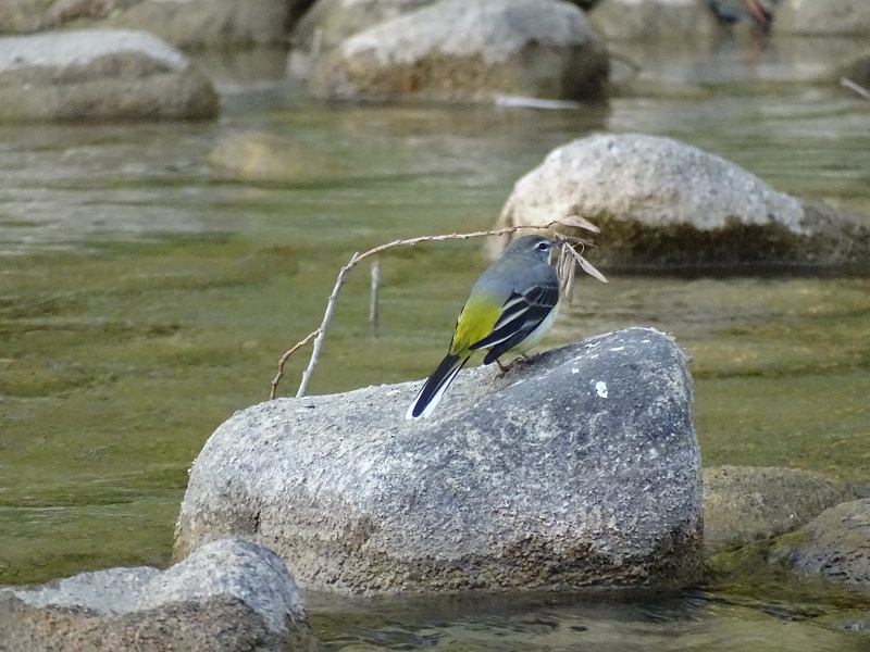 Grey Wagtail