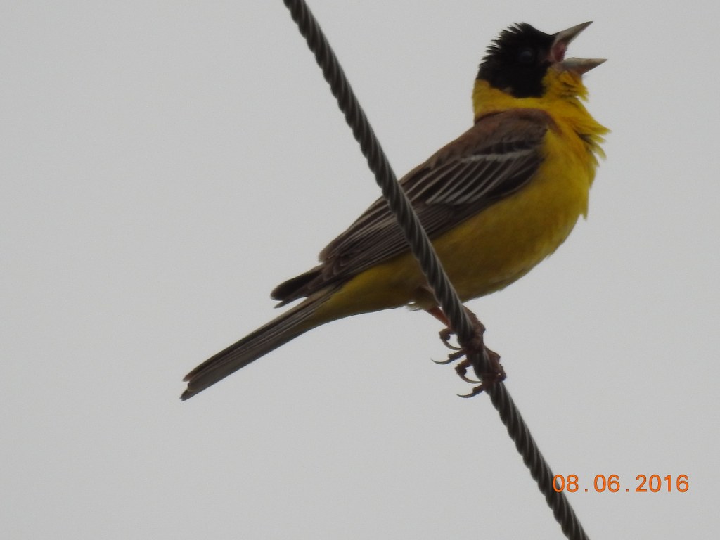 Black-headed Bunting