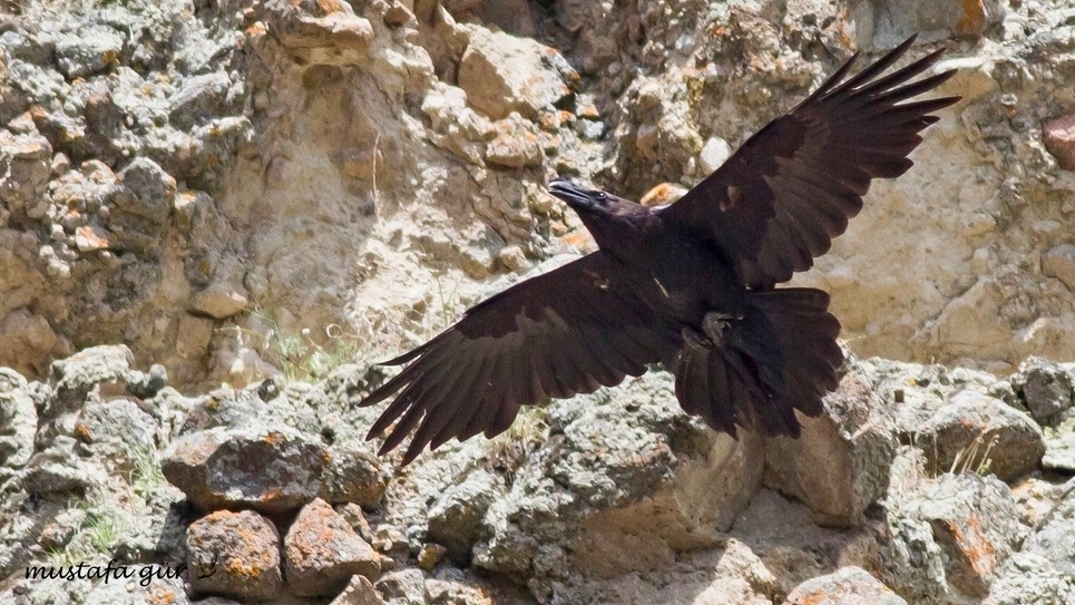 Northern Raven
