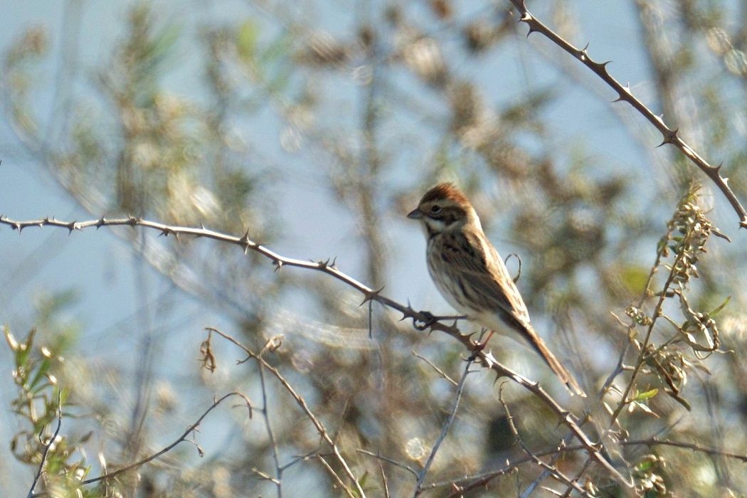 Common Reed Bunting