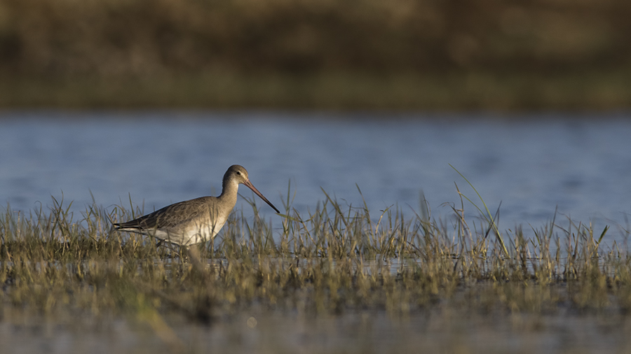 Black-tailed Godwit