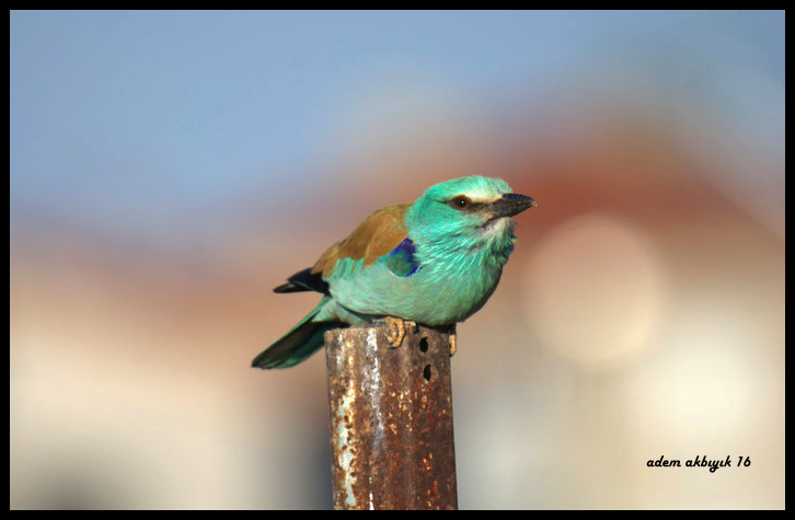 European Roller