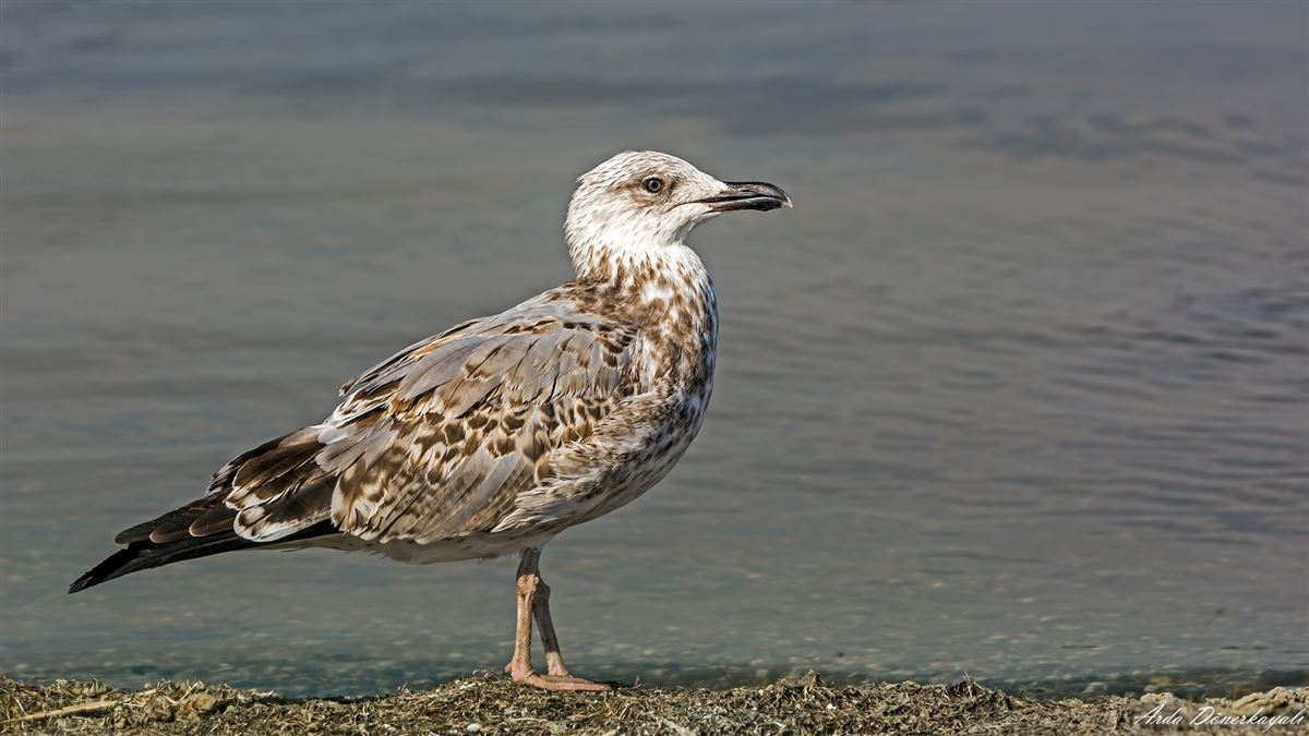 Yellow-legged Gull