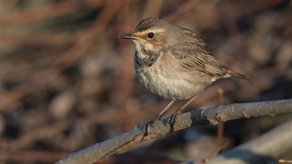 Bluethroat