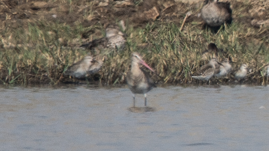Black-tailed Godwit