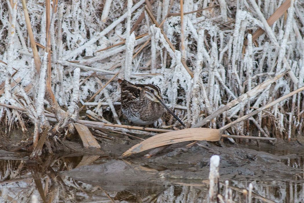 Common Snipe