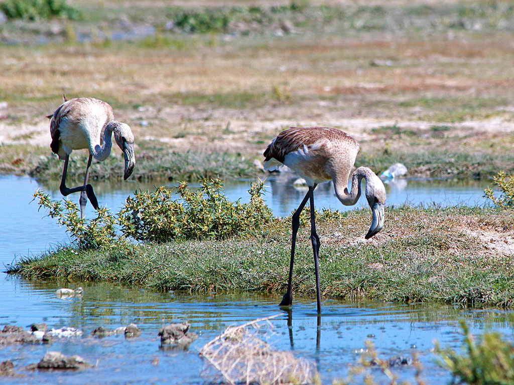 Greater Flamingo