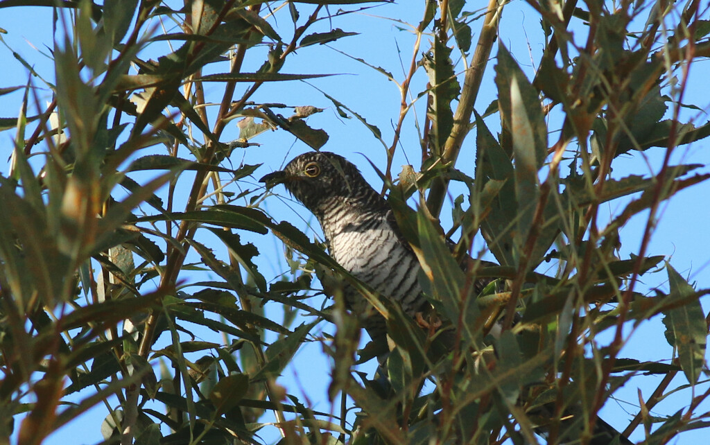 Common Cuckoo