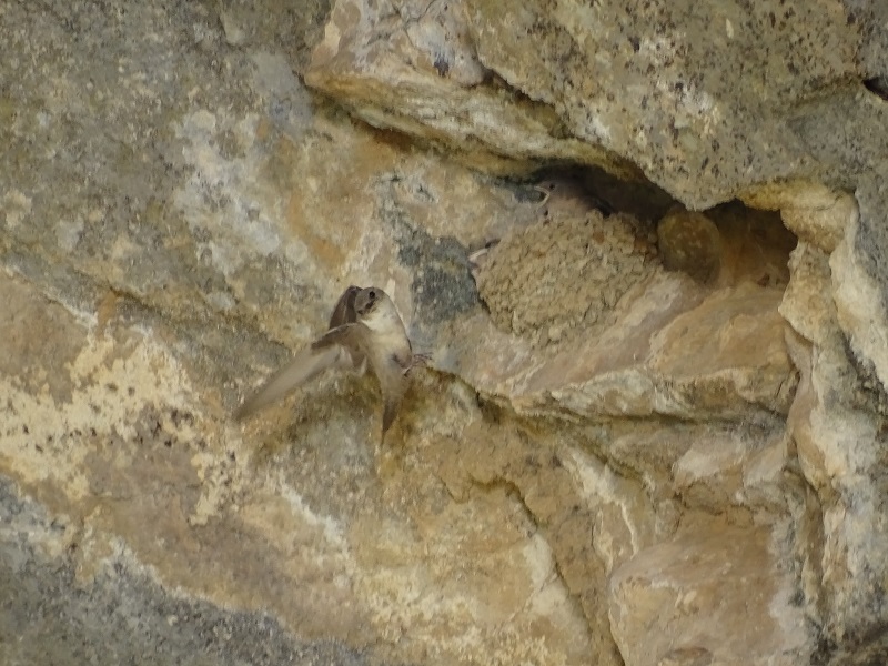 Eurasian Crag Martin