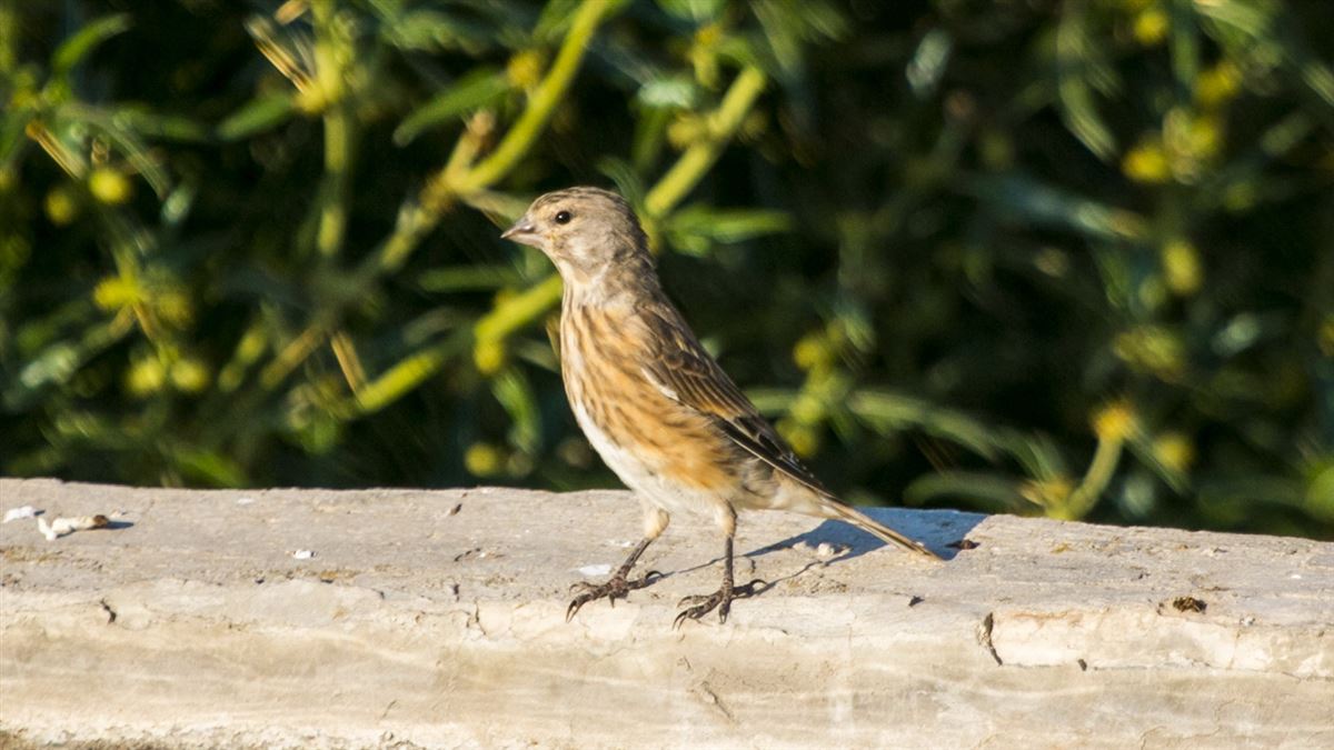 Common Linnet