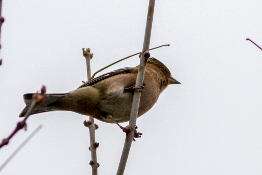 Eurasian Chaffinch