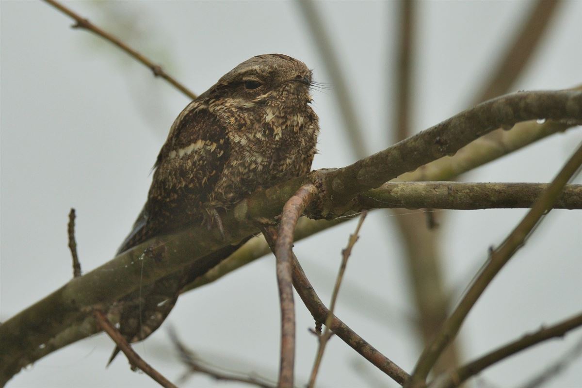 European Nightjar