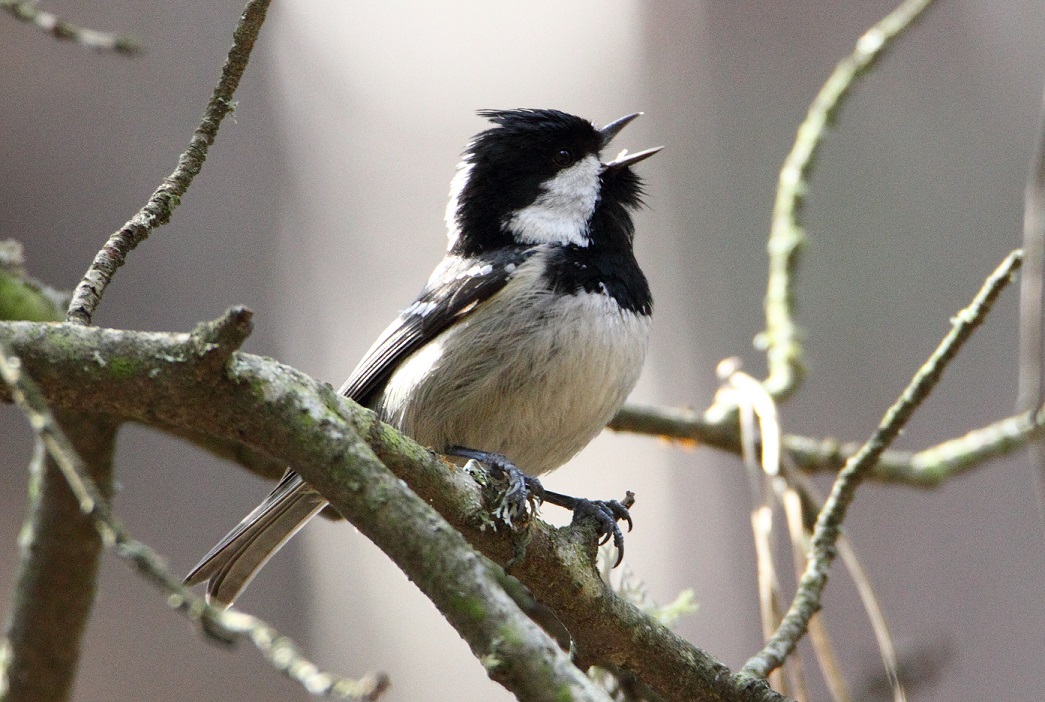 Coal Tit