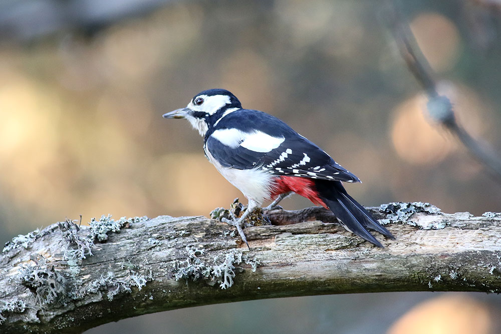 Great Spotted Woodpecker