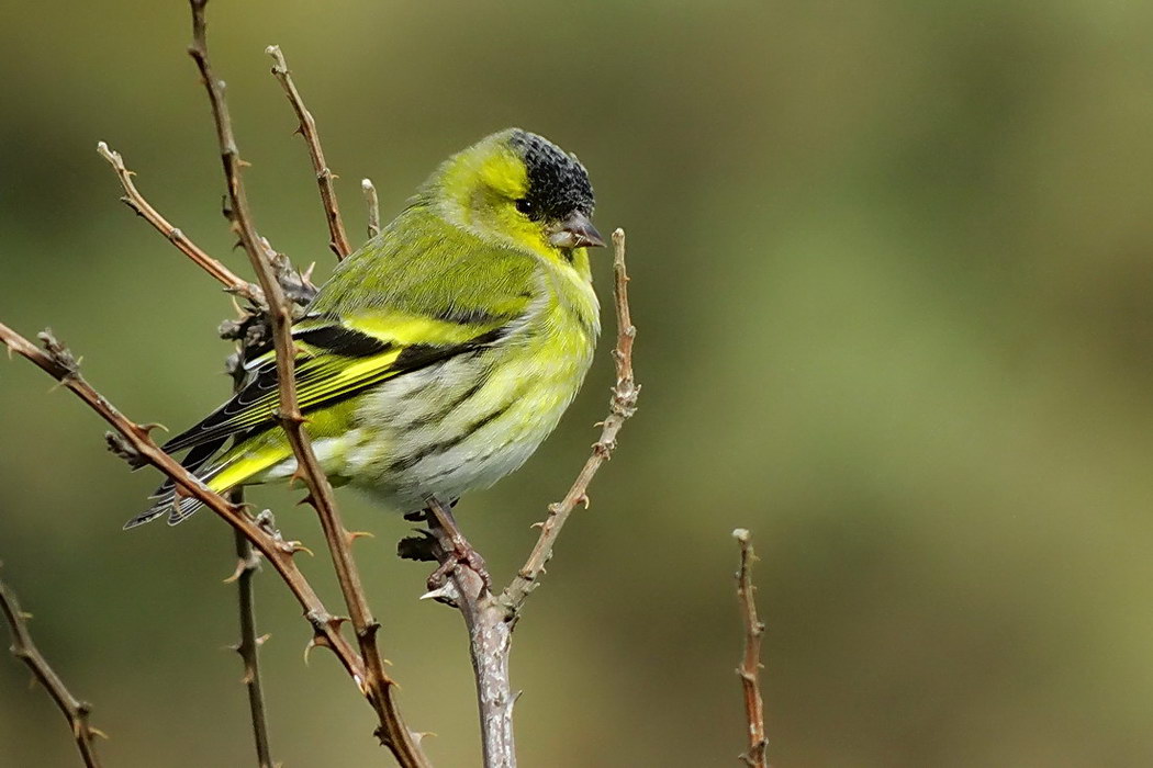 Eurasian Siskin
