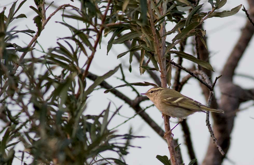 Yellow-browed Warbler