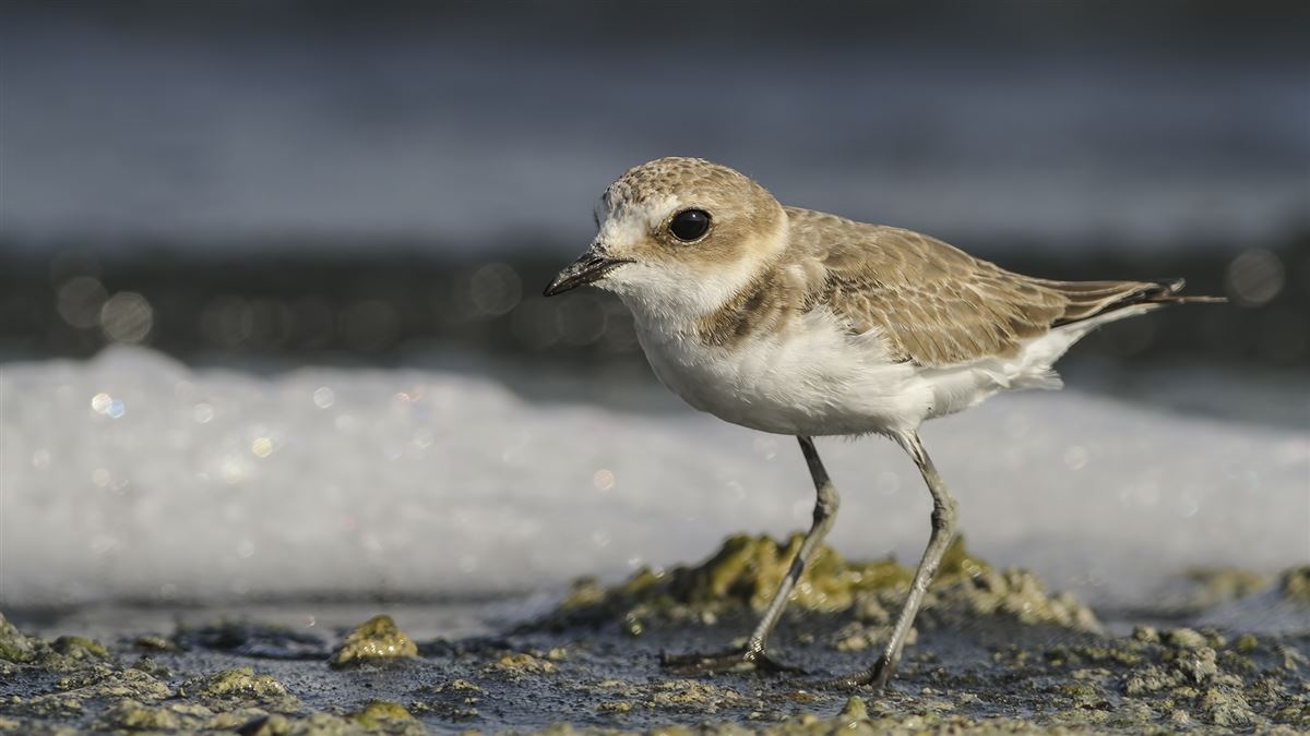 Kentish Plover
