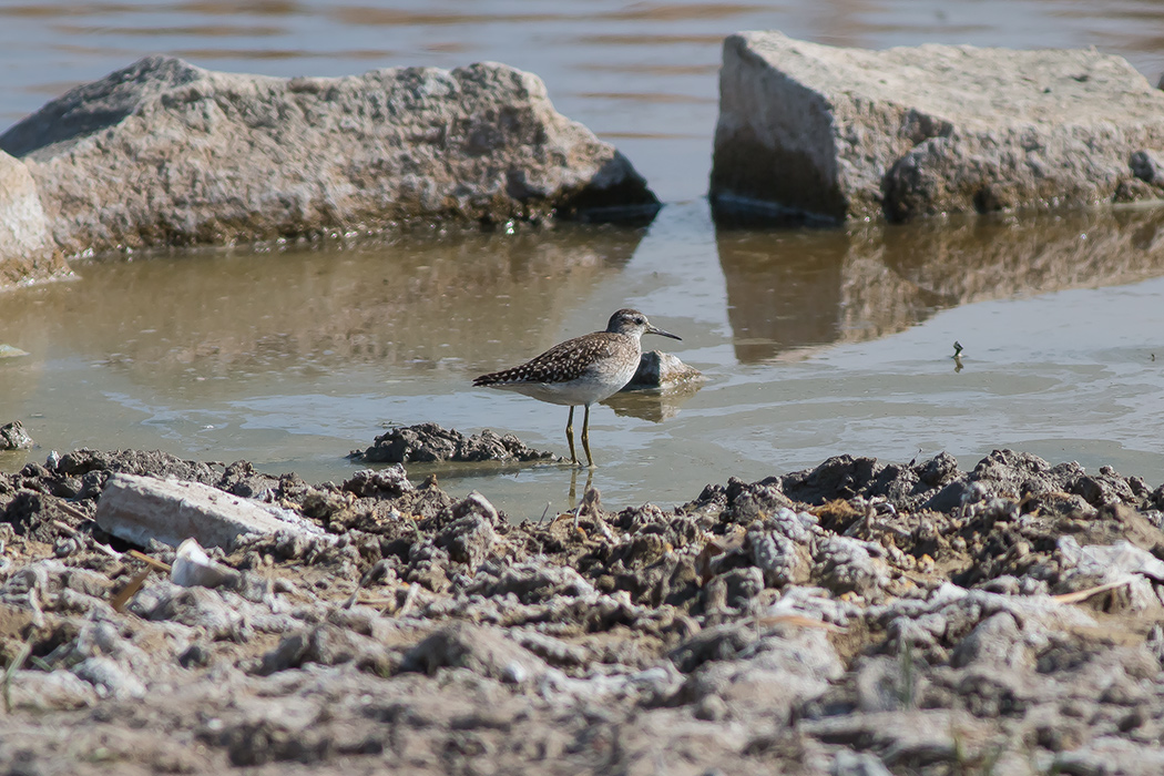 Wood Sandpiper