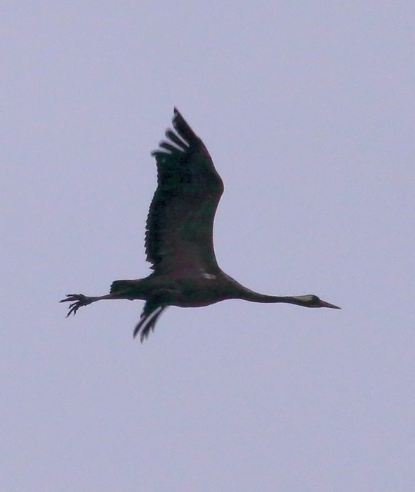 Common Crane