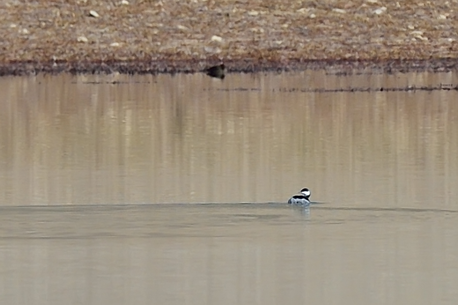 Horned Grebe