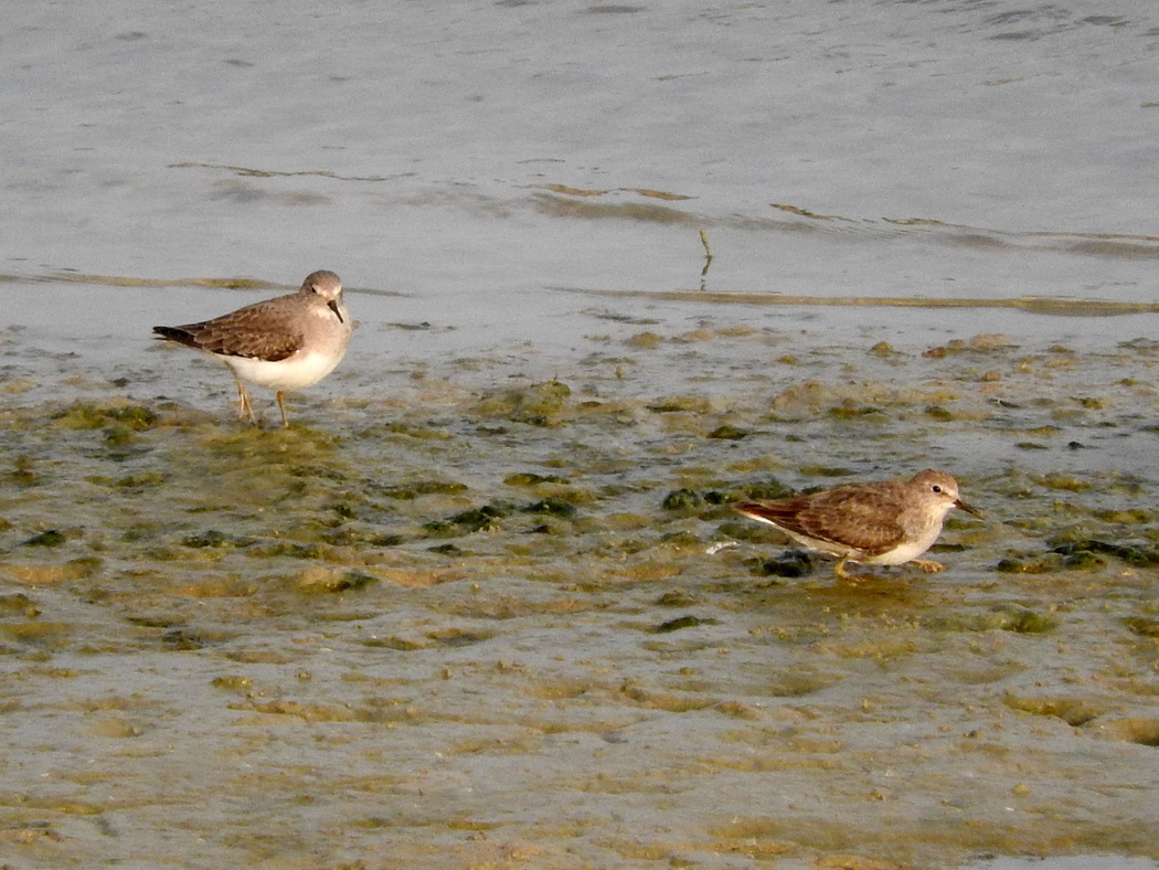 Temminck`s Stint