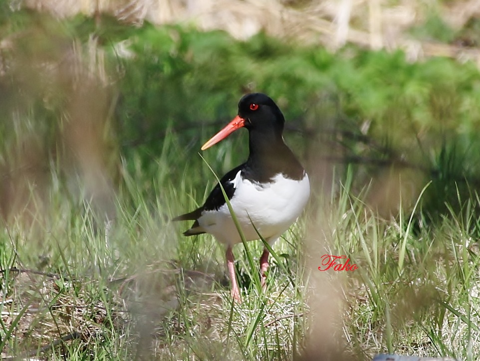 Eurasian Oystercatcher