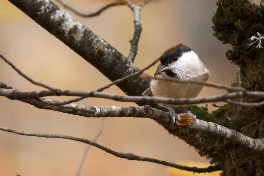 Marsh Tit