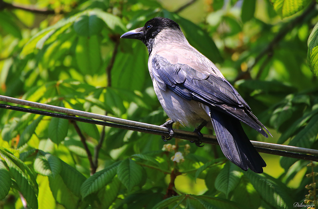 Hooded Crow