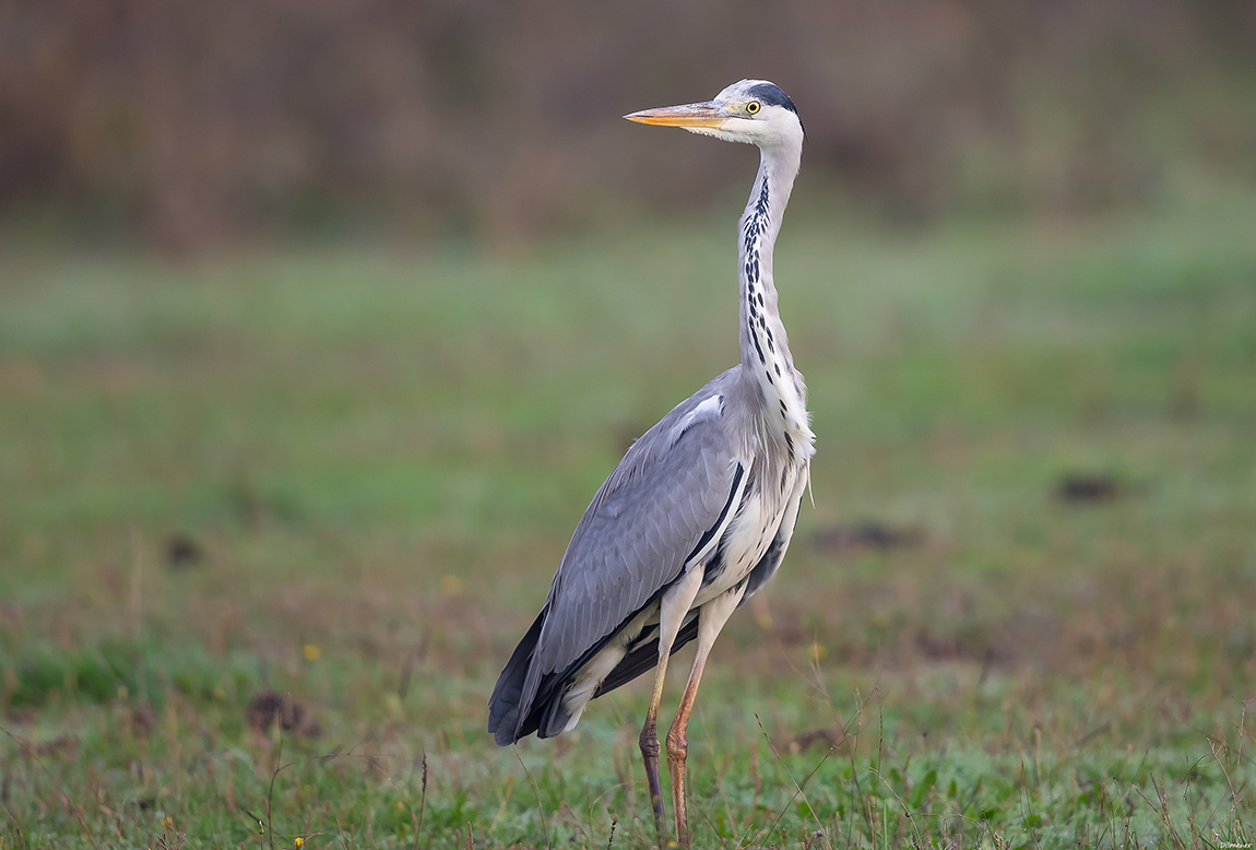 Grey Heron