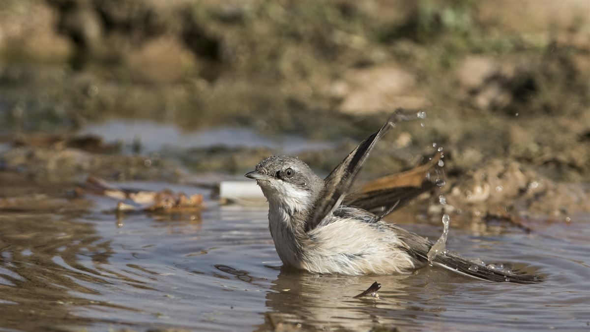 Lesser Whitethroat