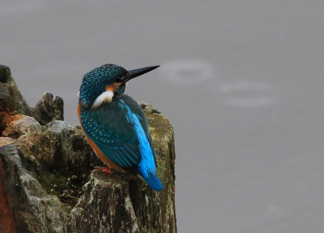 Common Kingfisher