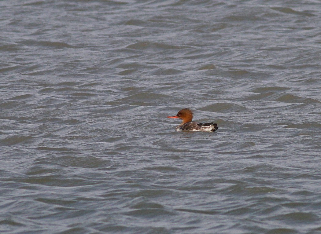 Red-breasted Merganser