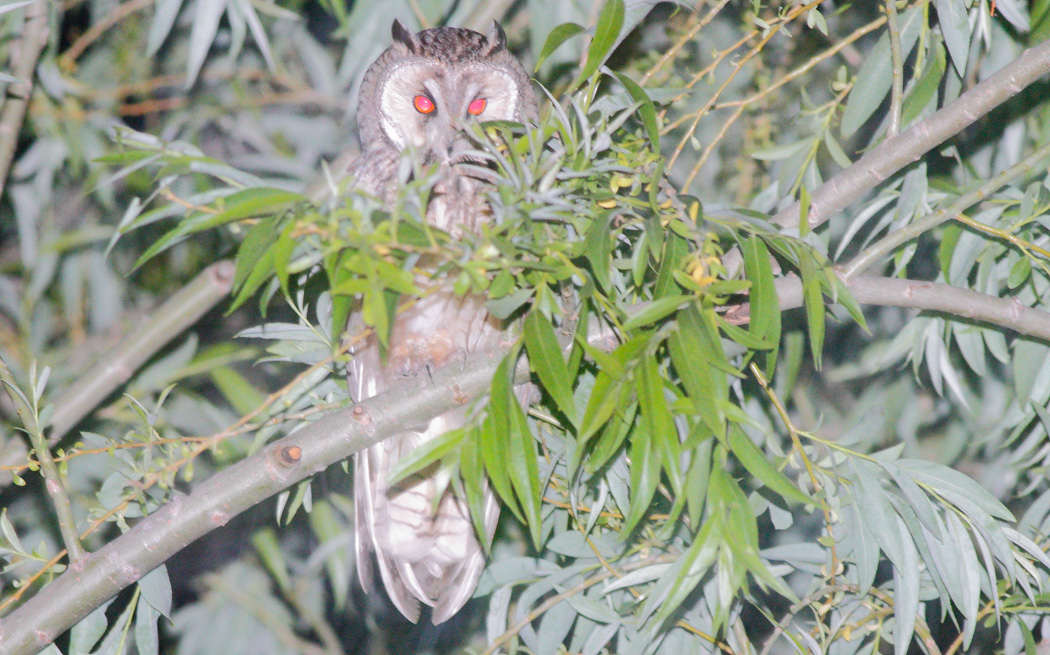 Long-eared Owl