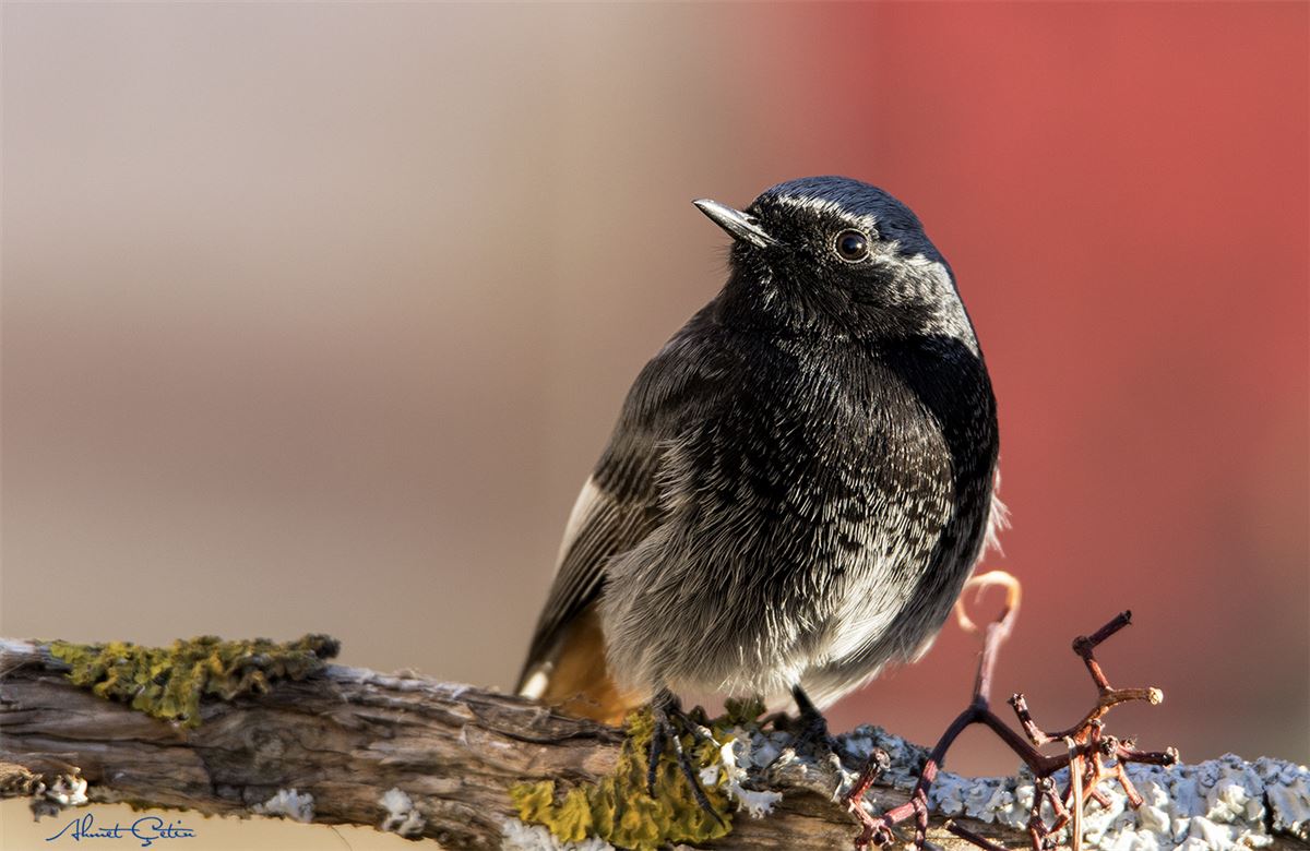 Black Redstart