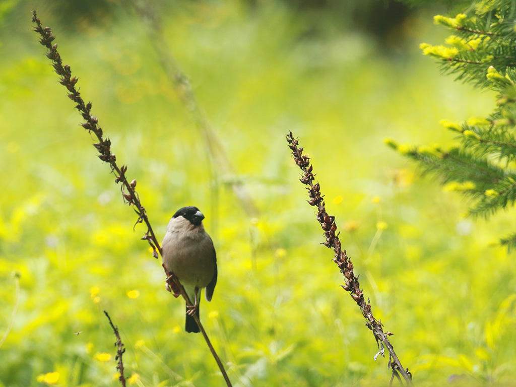Eurasian Bullfinch