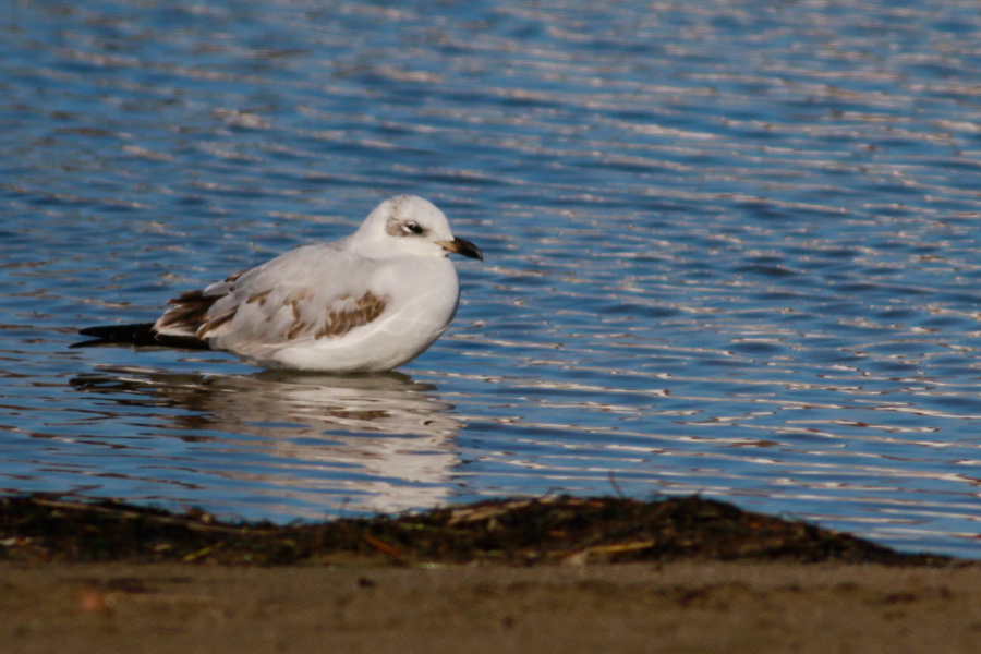 Mediterranean Gull
