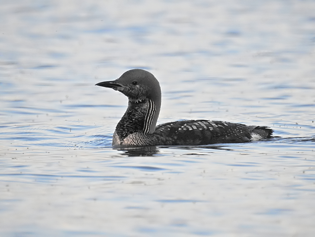 Black-throated Loon