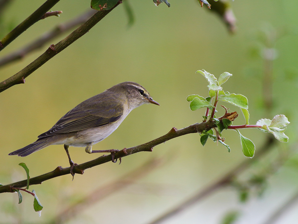 Willow Warbler