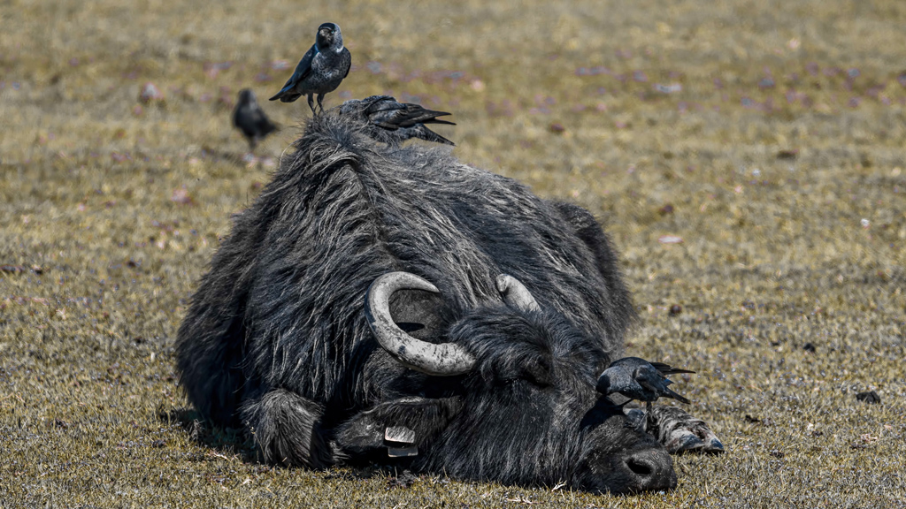 Western Jackdaw