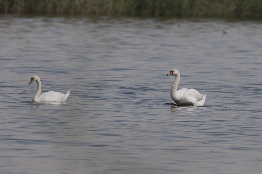Mute Swan