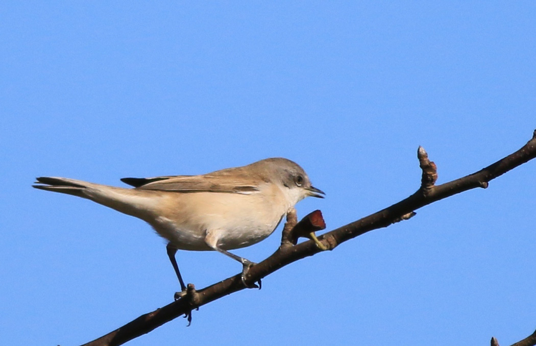 Lesser Whitethroat