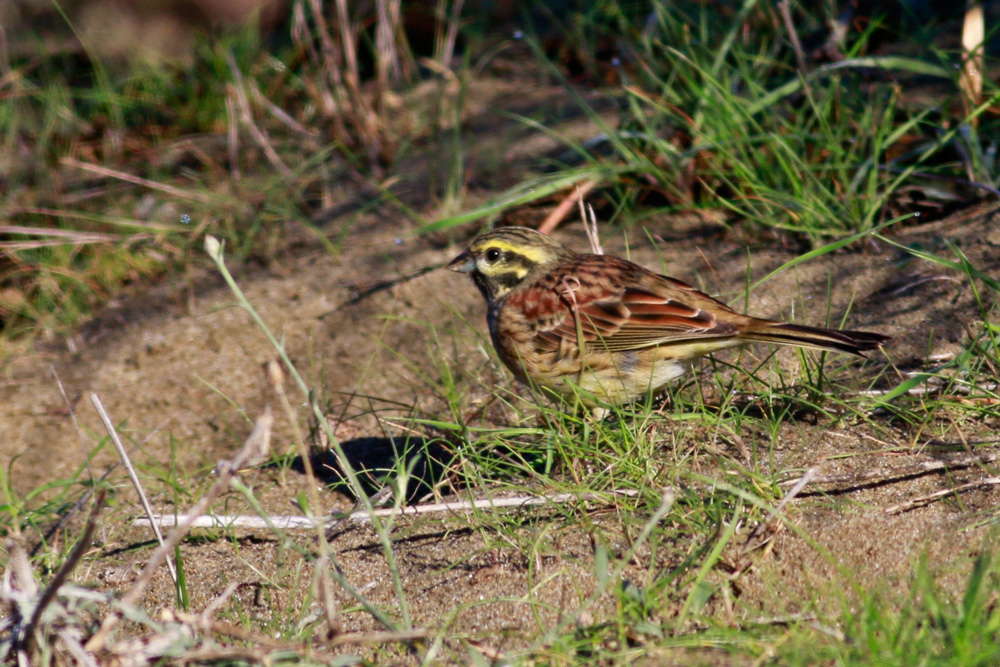 Cirl Bunting