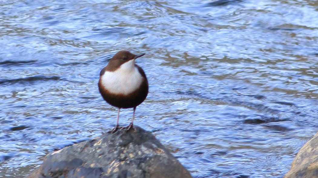 White-throated Dipper
